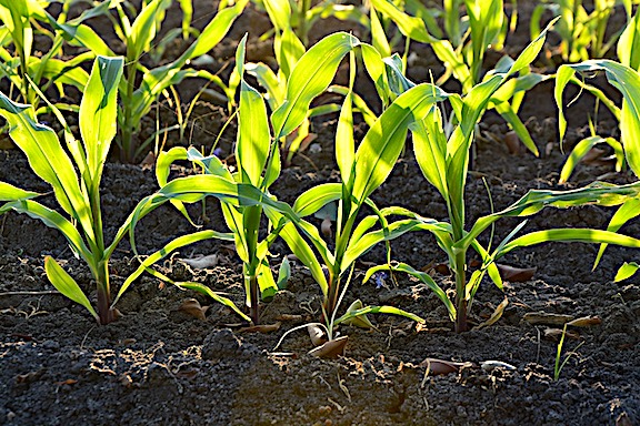rows of young corn in dirt